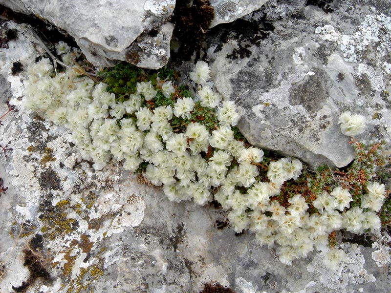 Paronychia kapela ssp serpyllifolia photo